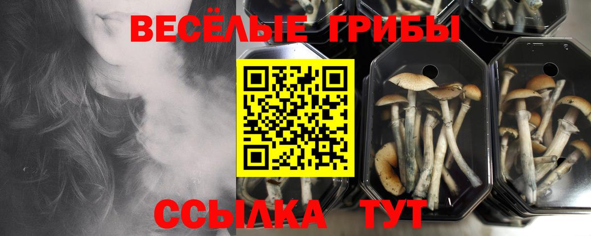 Псилоцибиновые грибы Psilocybine cubensis  Вход с VPN  Валуйки 